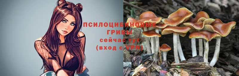 Галлюциногенные грибы Psilocybe Кремёнки